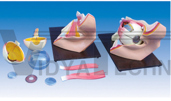 The dissection model of eye